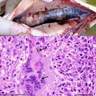 Saumon atlantique atteint par une infection de Exophiala