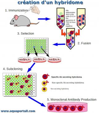 Cration d'un hybridome en schma (processus)
