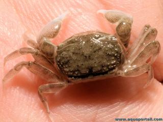 Otro microcangrejo : ilyoplax deschampsi