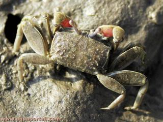 Holotipo de Ilyoplax sayajiraoi (cangrejo mini ilyopax sp.)