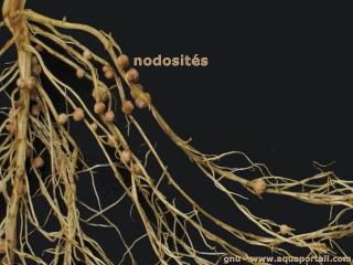 Nodosits sur racines