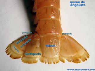 Telson d'une langouste (avec uropode, endopodes, exopodes et protopodes)