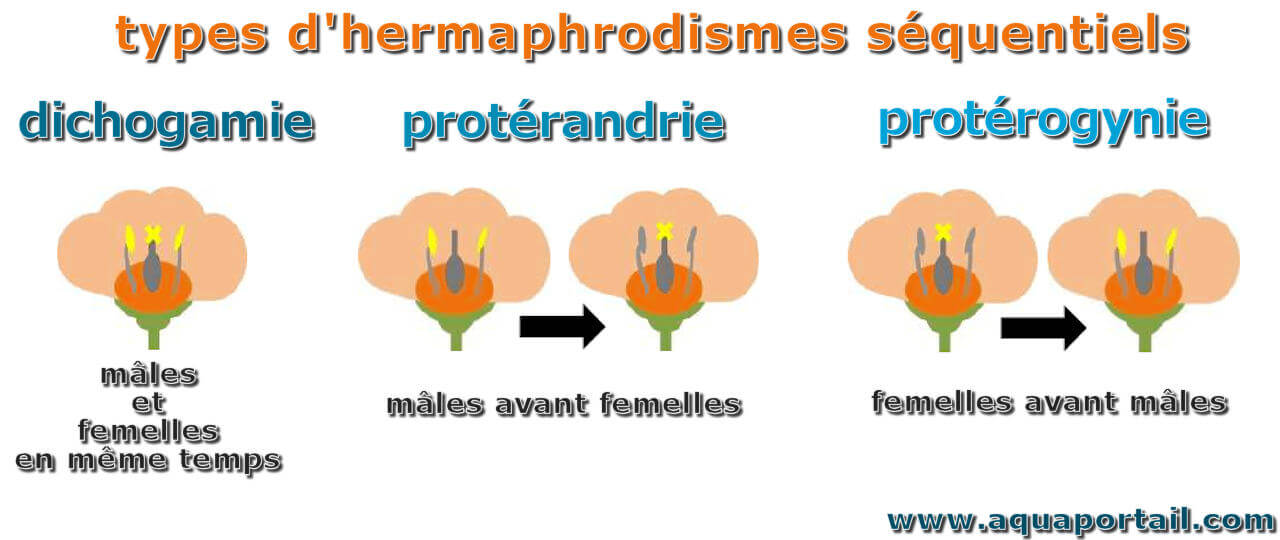 Hermaphrodisme Séquentiel Définition Illustrée Avec Explications