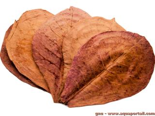 Les feuilles sches de Terminalia catappa