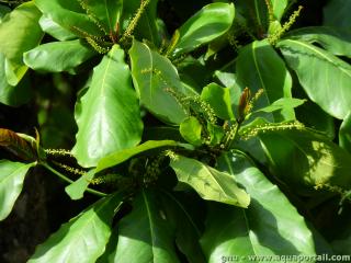 Les feuilles vertes du badamier Terminalia catappa