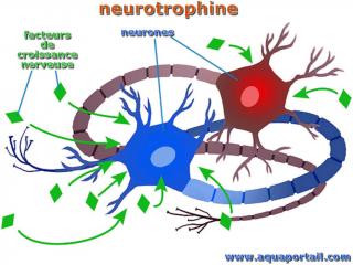neurotrophine
