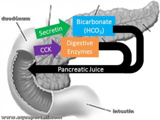 scrtine