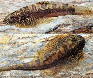 Sewellia breviventralis (vista lateral y vista superior)