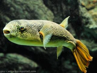 Un Tetraodon mbu gant en aquarium