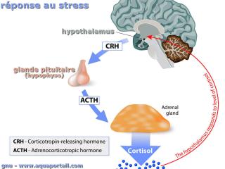 ACTH