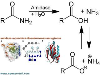 amidase