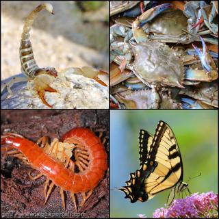 Arthropodine chez les arthropodes