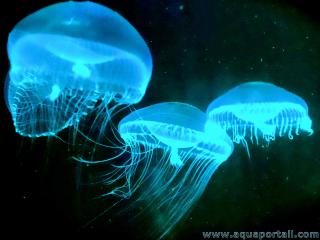La bioluminescence de mduses