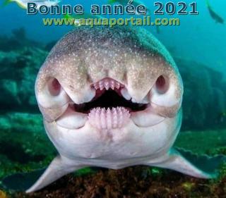 dentadura de Heterodontus portusjacksoni