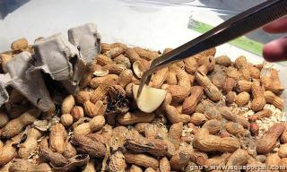 Un levage de Ulomoides dermestoides dans des cacahutes