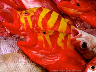 Des poissons provoquant la ciguatera