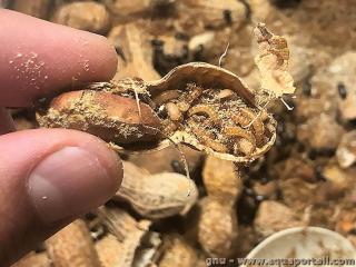 Un levage de Ulomoides dermestoides avec des larves du colooptre de l'arachide