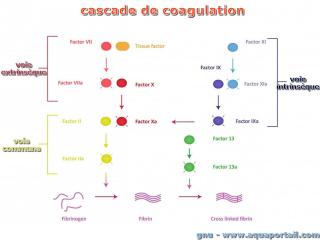 facteur de coagulation sanguine