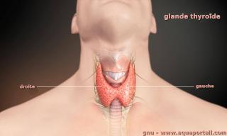 Glande thyrode