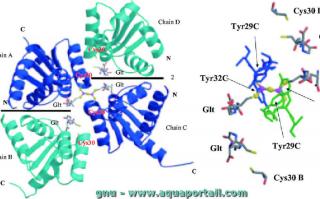 Holoprotine : structure cristallographique