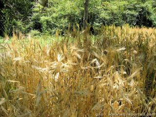 L'hordine est issue de l'orge Hordeum sp.