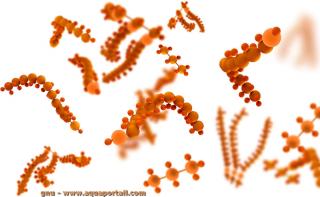 lipase