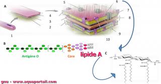 Structure chimique de l'analogue de lipide A