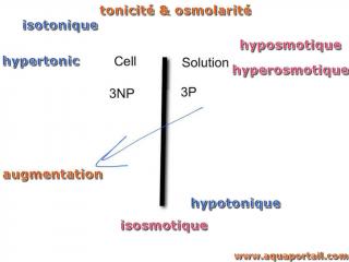 Milieu osmotique (isosmotique, hyposmoyique, hyperosmotique)