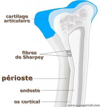 prioste