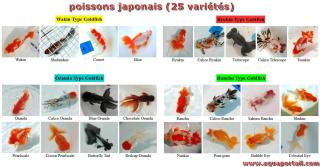25 varits de poissons japonais