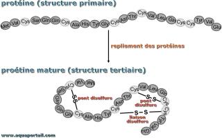 Ponts disulfure (et liaisons) d'une protine