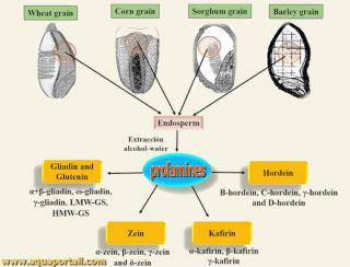 prolamine
