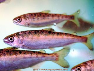 smolt