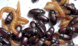 Ulomoides dermestoides, coloptres (Tenebrionidae) adultes et larves