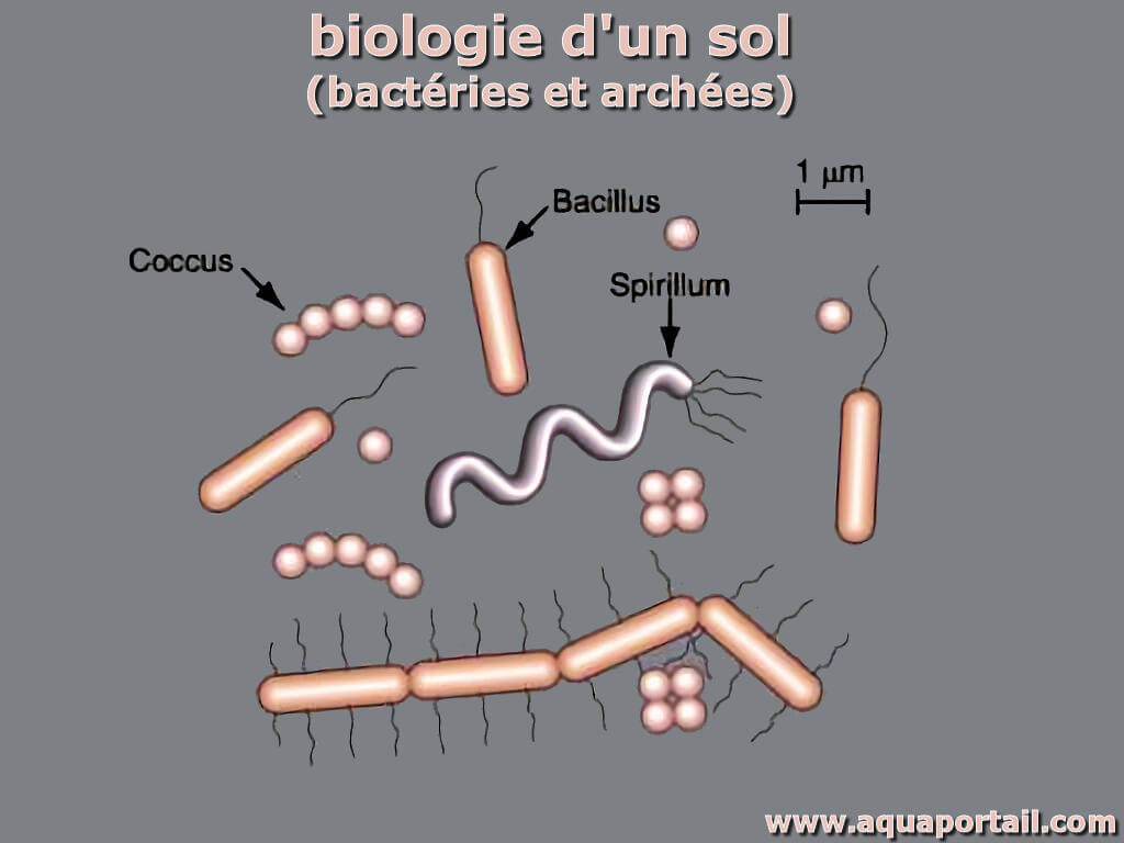 Microbiologie du sol : définition et explications