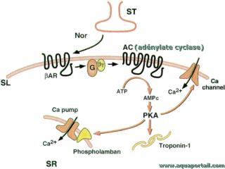adnylate cyclase