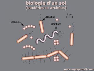 microbiologie du sol