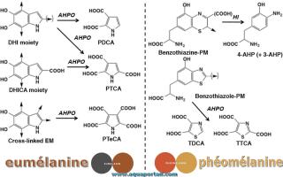 Comparaison eumlanine et phomlanine