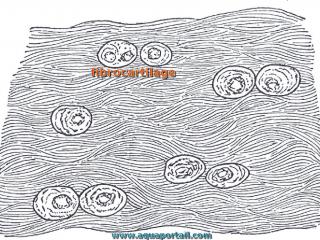 Fibrocartilage (en blanc) d'un cartilage intervertbral
