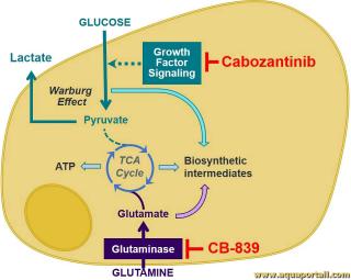 Glutaminase : schma de fonctionnement