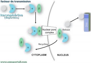 karyophrine