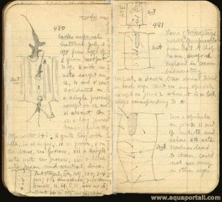 Loi de Dyar : notes manuscrites
