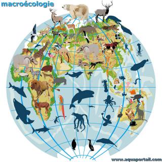 macrocologie