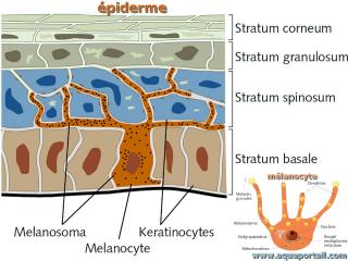 Mlanocytes (dtail  droite) dans l'piderme