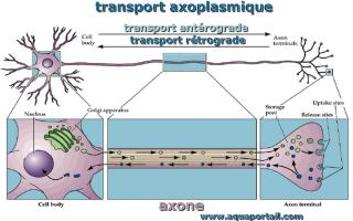 transport axoplasmique
