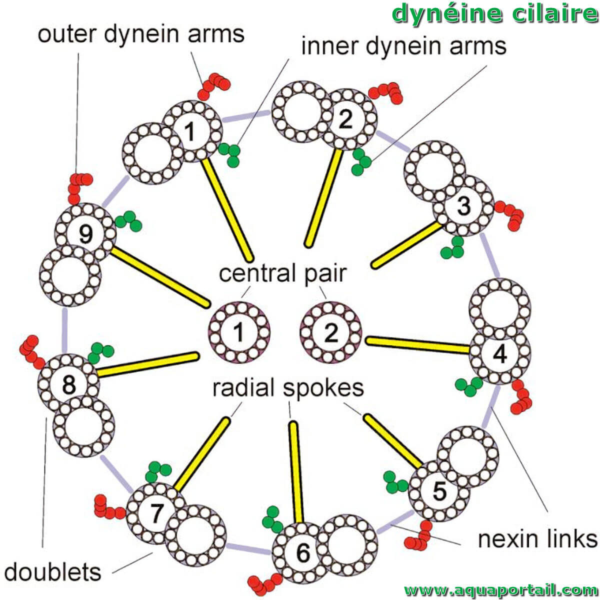 Dyn ine Ciliaire D finition Et Explications Dyn ine Ciliaire D finition Et Explications