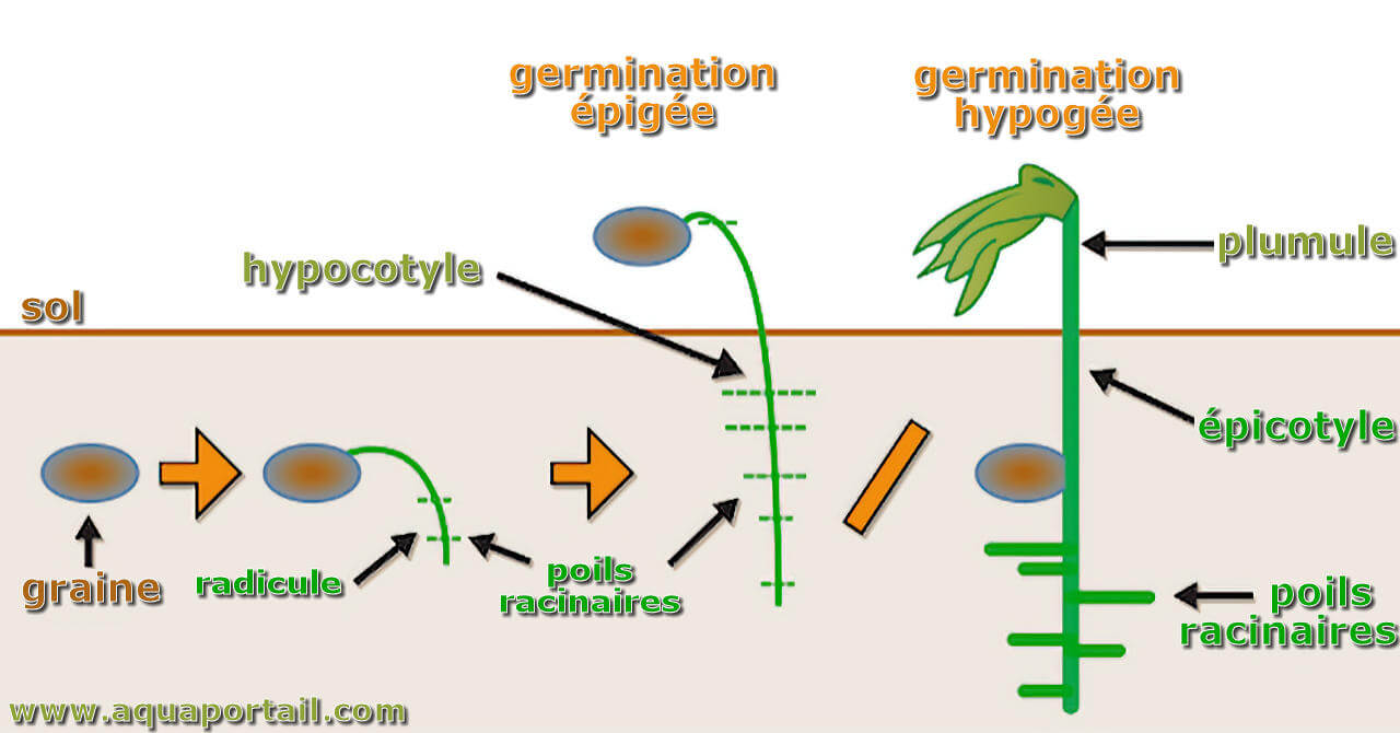 Qu'est-ce que l'hypocotyle