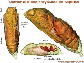 Anatomie dtaille d'une chrysalide