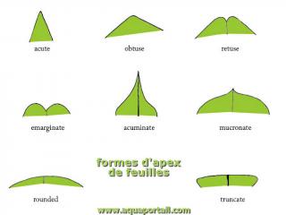 Apex de feuilles (8 types)