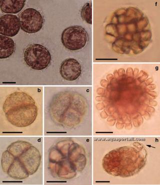 Carpospores de Gracilaria gracilis